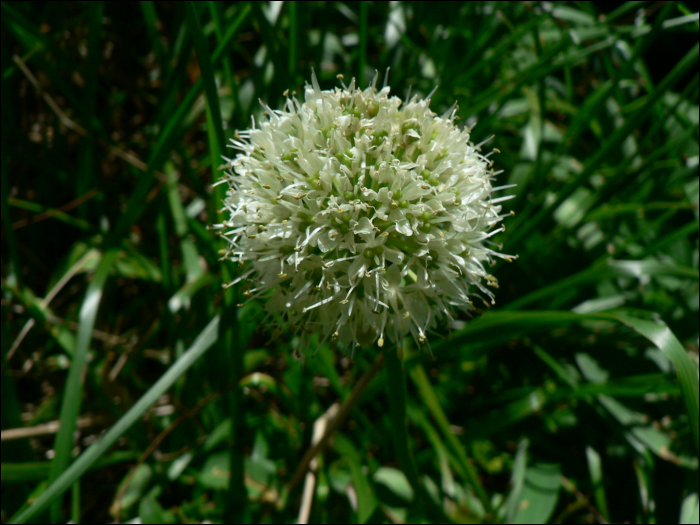 Allium victorialis L.