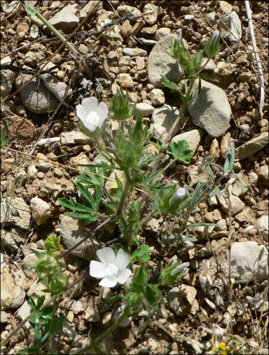 Althaea hirsuta