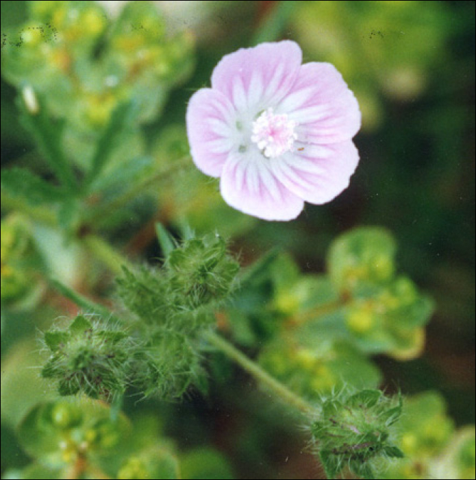 Althaea hirsuta