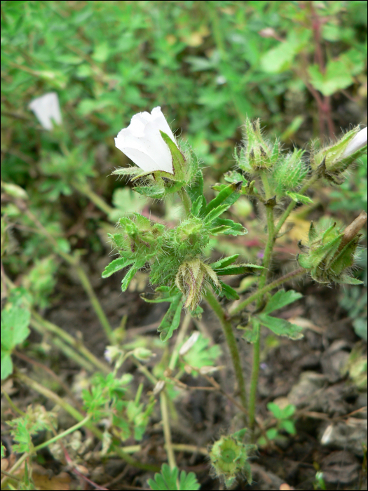 Althaea hirsuta