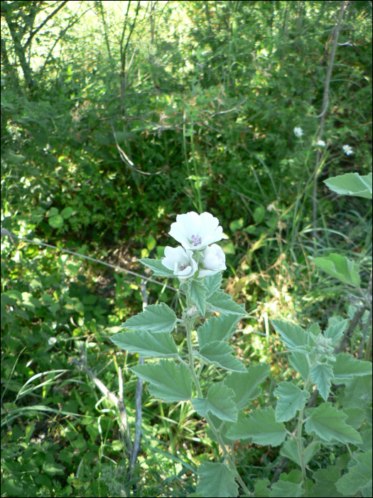 Althaea officinalis L.