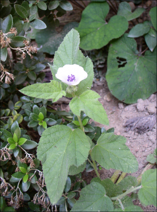 Althaea officinalis L.