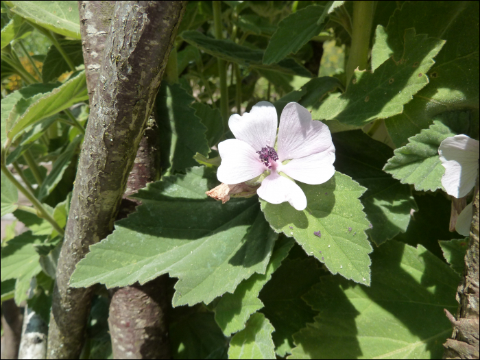 Althaea officinalis L.