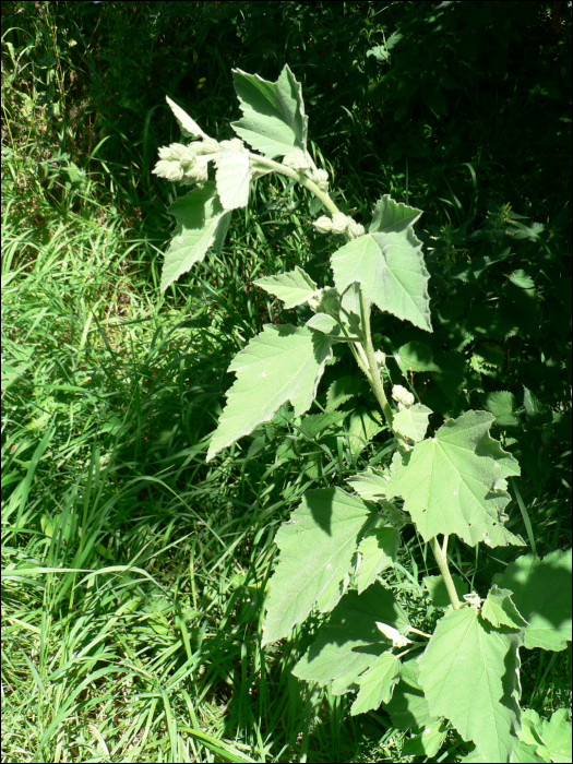 Althaea officinalis L.