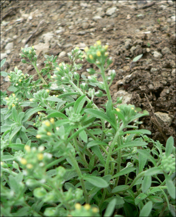 Alyssum alyssoides L. (=A. calycinum)