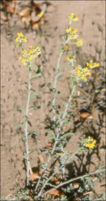 Alyssum serpyllifolium (=Allyssum alpestre)