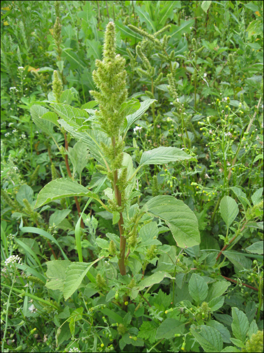 Amaranthus cruentus