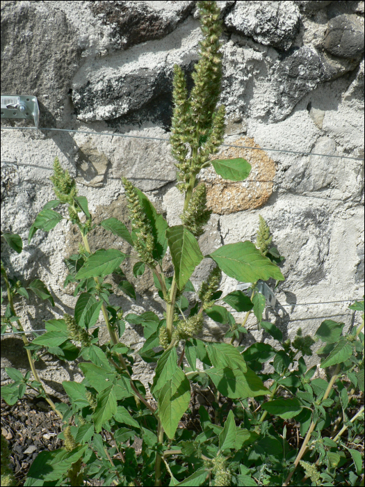 Amaranthus cruentus