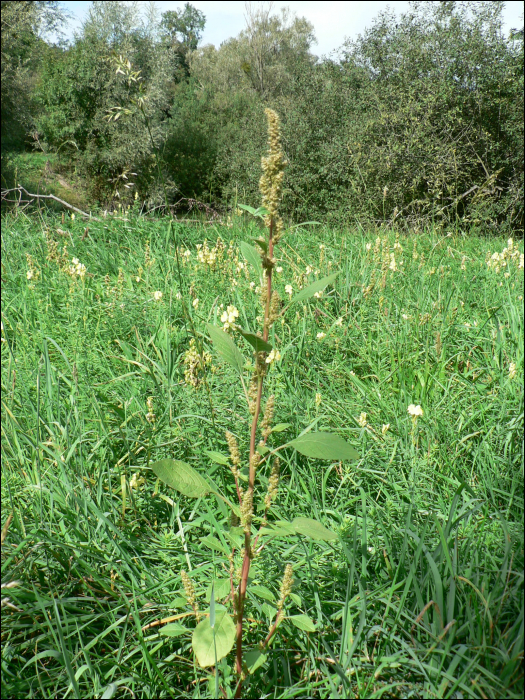 Amaranthus deflexus