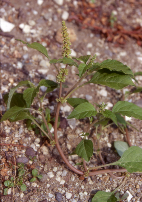 Amaranthus retroflexus L.