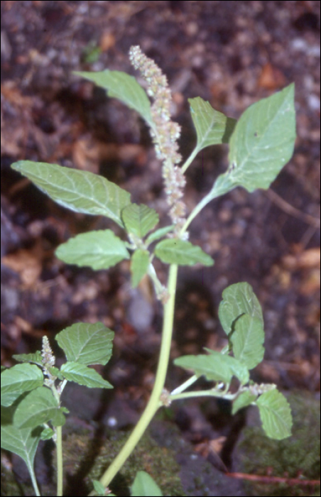 Amaranthus retroflexus L.