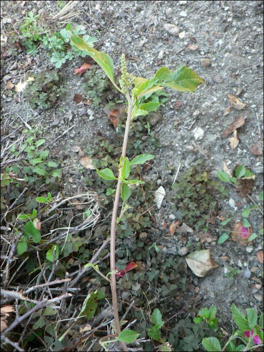 Amaranthus retroflexus L.