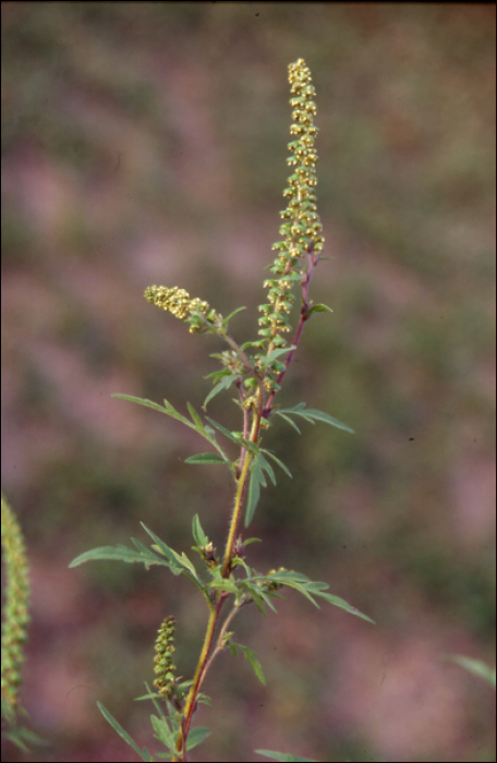 Ambrosia artemisiifolia L.