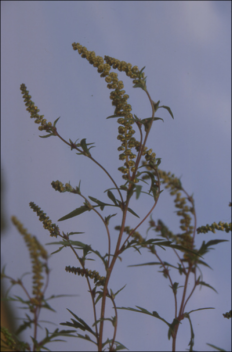 Ambrosia artemisiifolia L.