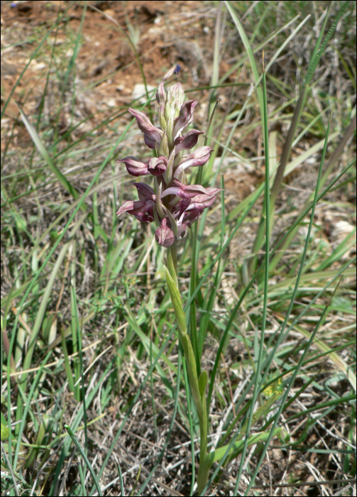 Anacamptis coriophora (=Orchis coriophora)