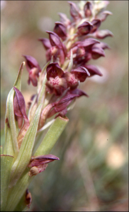 Anacamptis coriophora (=Orchis coriophora)