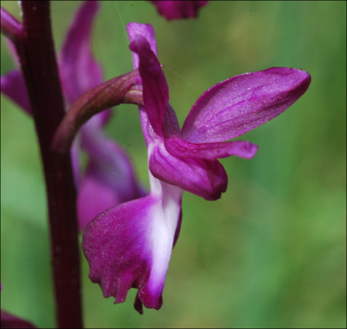 Anacamptis laxiflora (=Orchis laxiflora)