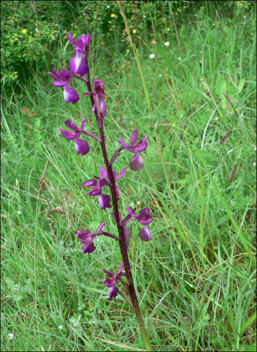 Anacamptis laxiflora (=Orchis laxiflora)