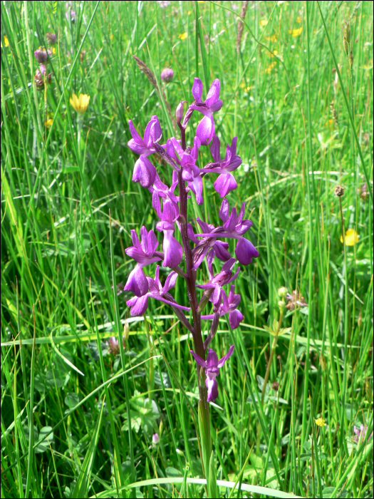 Anacamptis laxiflora (=Orchis laxiflora)