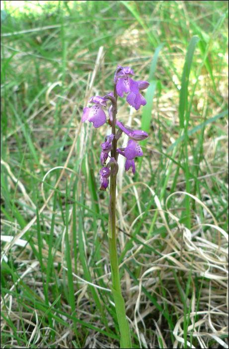 Anacamptis morio L. (=Orchis morio L.)