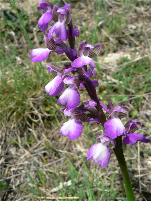 Anacamptis morio L. (=Orchis morio L.)