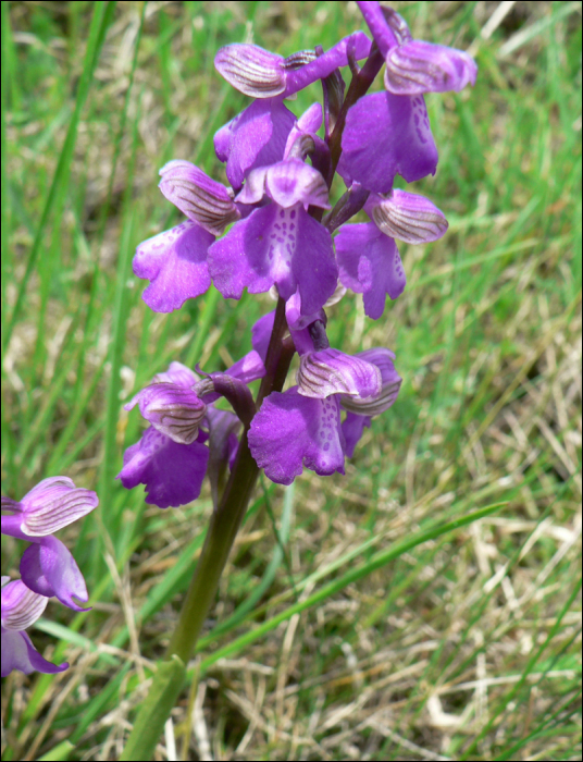 Anacamptis morio L. (=Orchis morio L.)