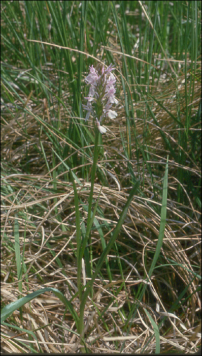 Anacamptis palustris (=Orchis laxiflora palustris)