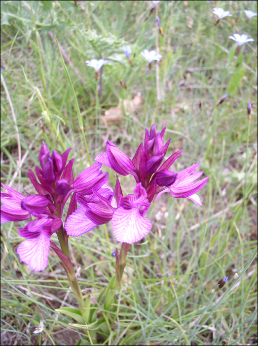 Anacamptis papillonacea (=Orchis papillonacea)