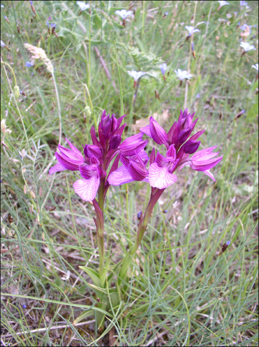 Anacamptis papillonacea (=Orchis papillonacea)