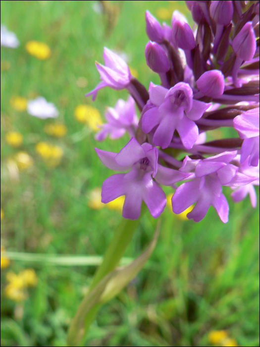 Anacamptis pyramidalis Ric. (=Orchis pyramidalis )