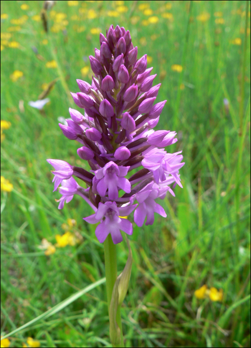 Anacamptis pyramidalis Ric. (=Orchis pyramidalis )