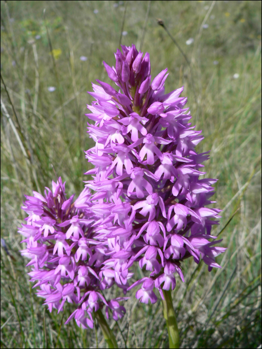 Anacamptis pyramidalis Ric. (=Orchis pyramidalis )