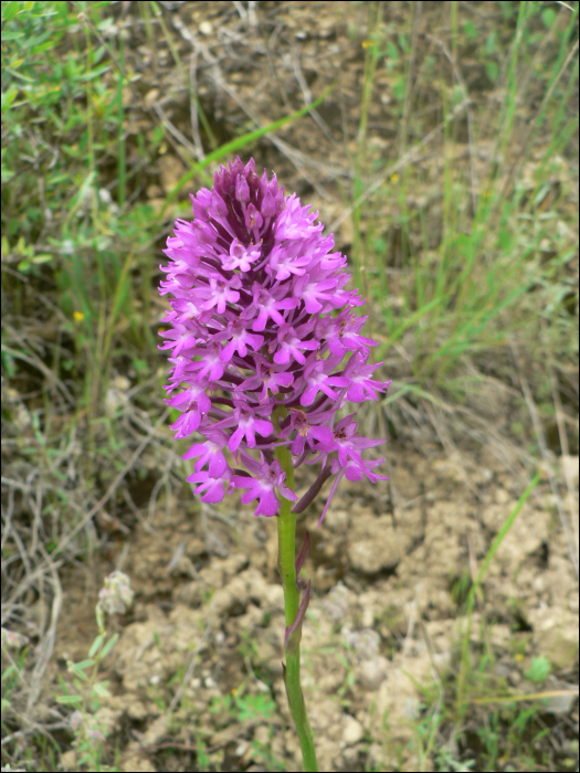 Anacamptis pyramidalis Ric. (=Orchis pyramidalis )