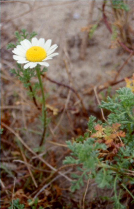 Anacyclus clavatus Pers.