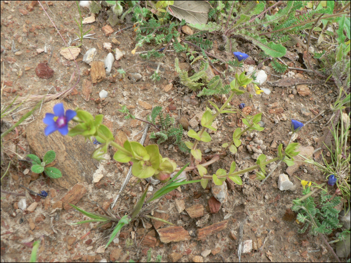 Anagallis arvensis L.