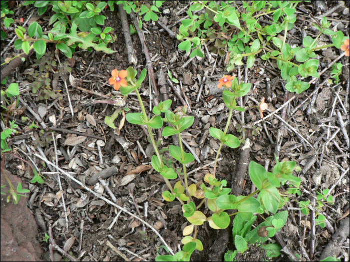 Anagallis arvensis L.