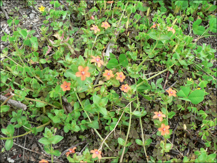 Anagallis arvensis L.