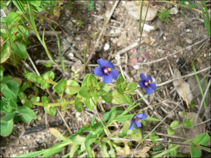 Anagallis arvensis L.