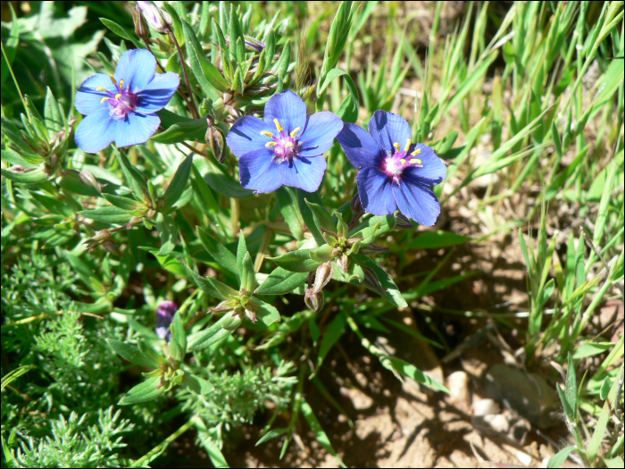 Anagallis monelli