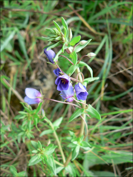 Anagallis monelli