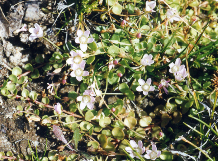 Anagallis tenella