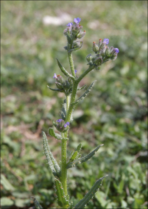 Anchusa arvensis M. Bieb (=Lycopsis arvensis)s L.)