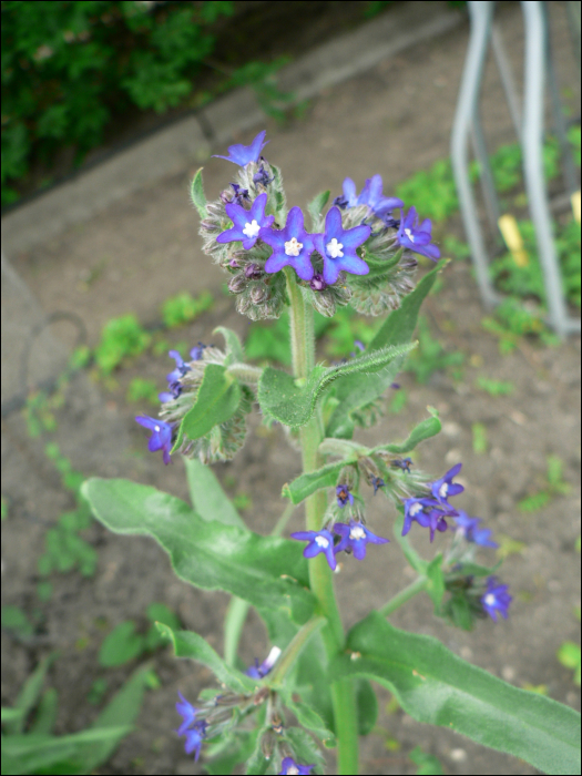 Anchusa officinalis L.