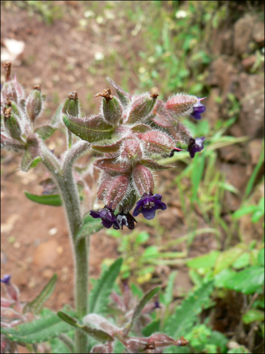 Anchusa undulata