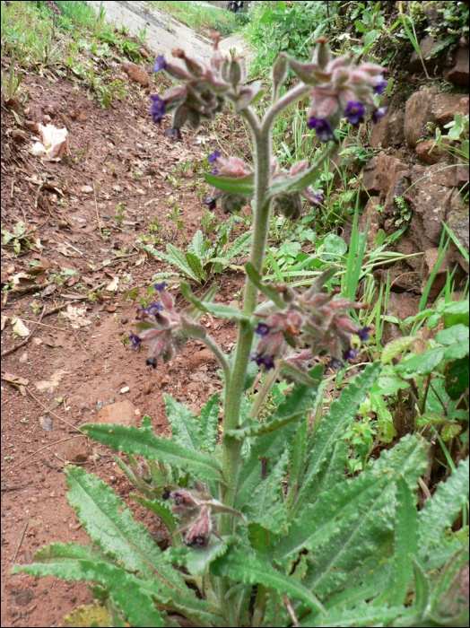 Anchusa undulata