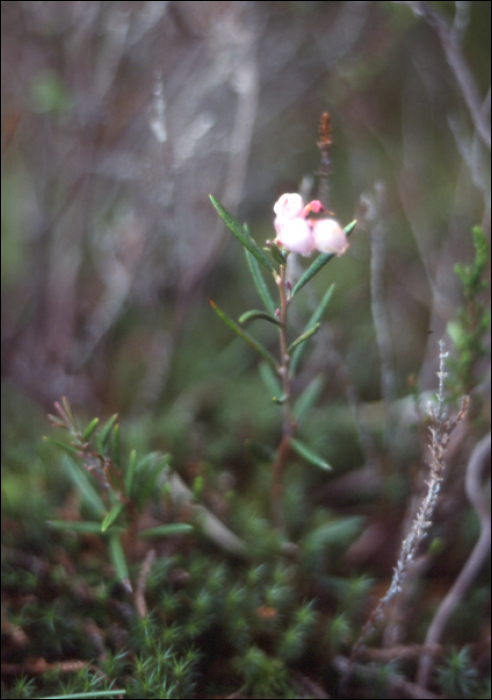 Andromeda polifolia L.