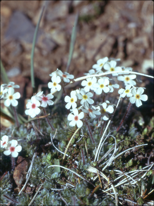 Androsace carnea L.