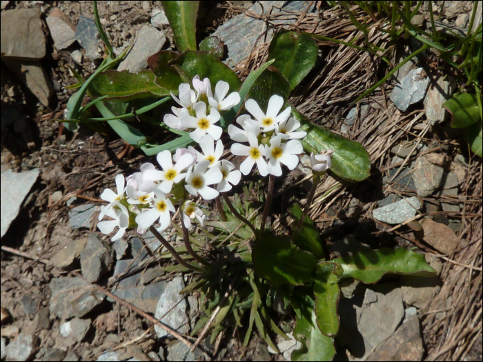 Androsace carnea L.