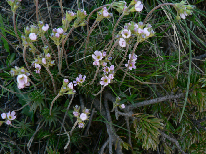 Androsace carnea L.