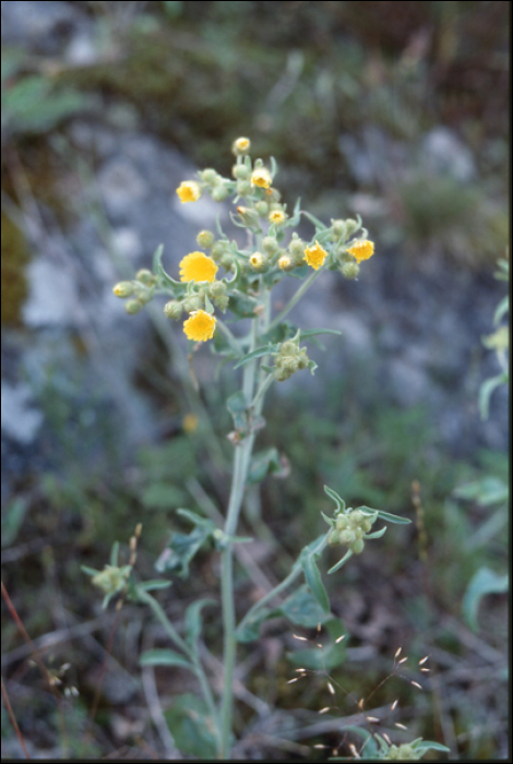 Andryala integrifolia L.